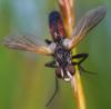 Cylindromyia sp.